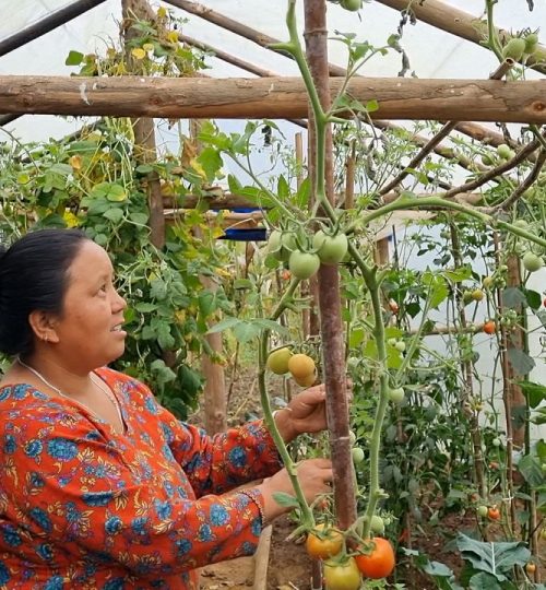 Ghunsa, Solukhumbu - Organic Farm