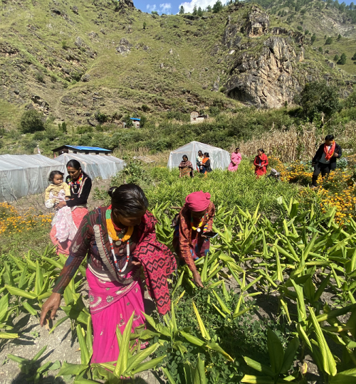 Organic Model Farm Mugu